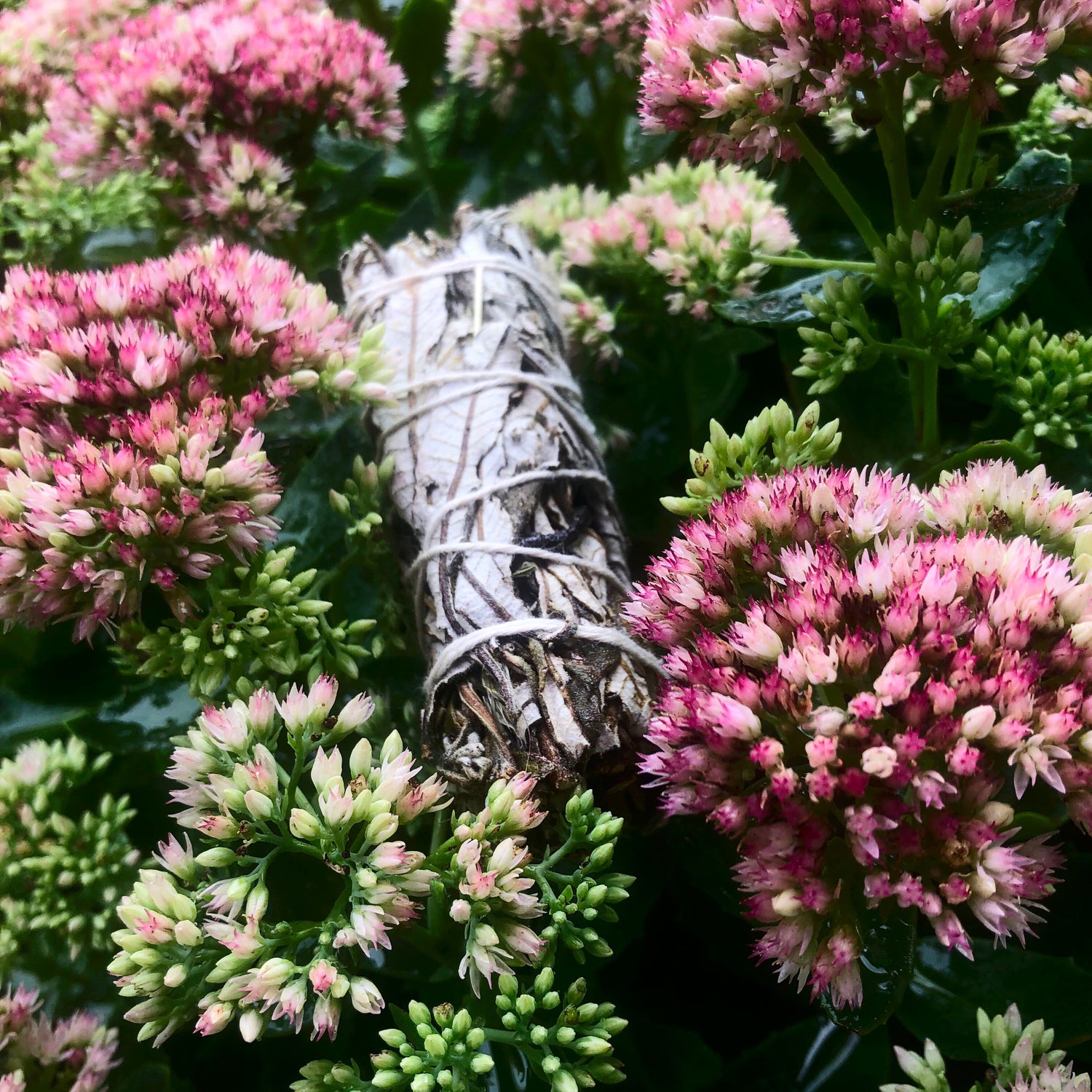 Yerba Santa Smudge Wand